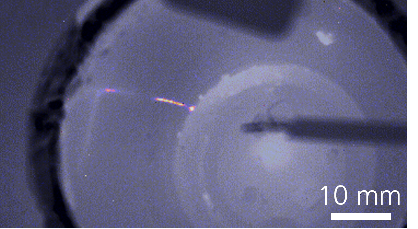 Detektion von Leckströmen (40 µA) entlang eines schmalen Risses eines defekten Isolators durch Lock-in-Thermografie.